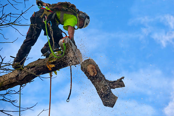 Trusted Union, OH Tree Care Experts