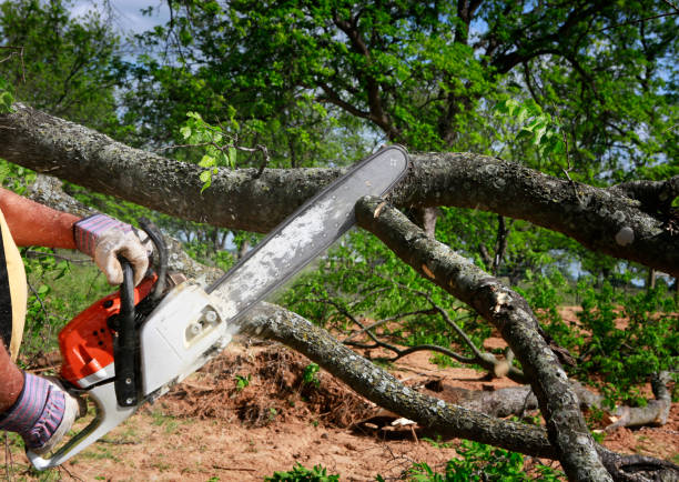 Best Fruit Tree Pruning  in Union, OH