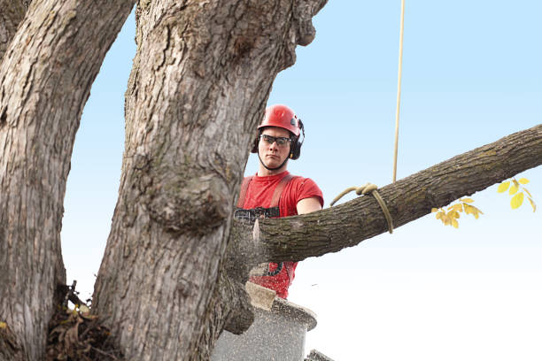 Best Tree Risk Assessment  in Union, OH